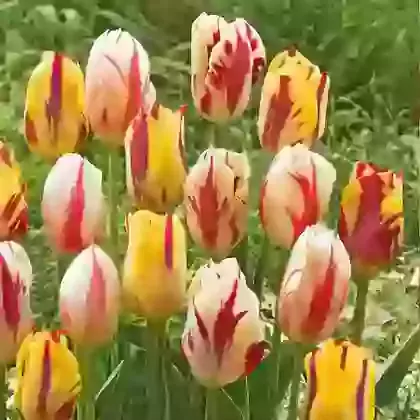 Bicolor Mix